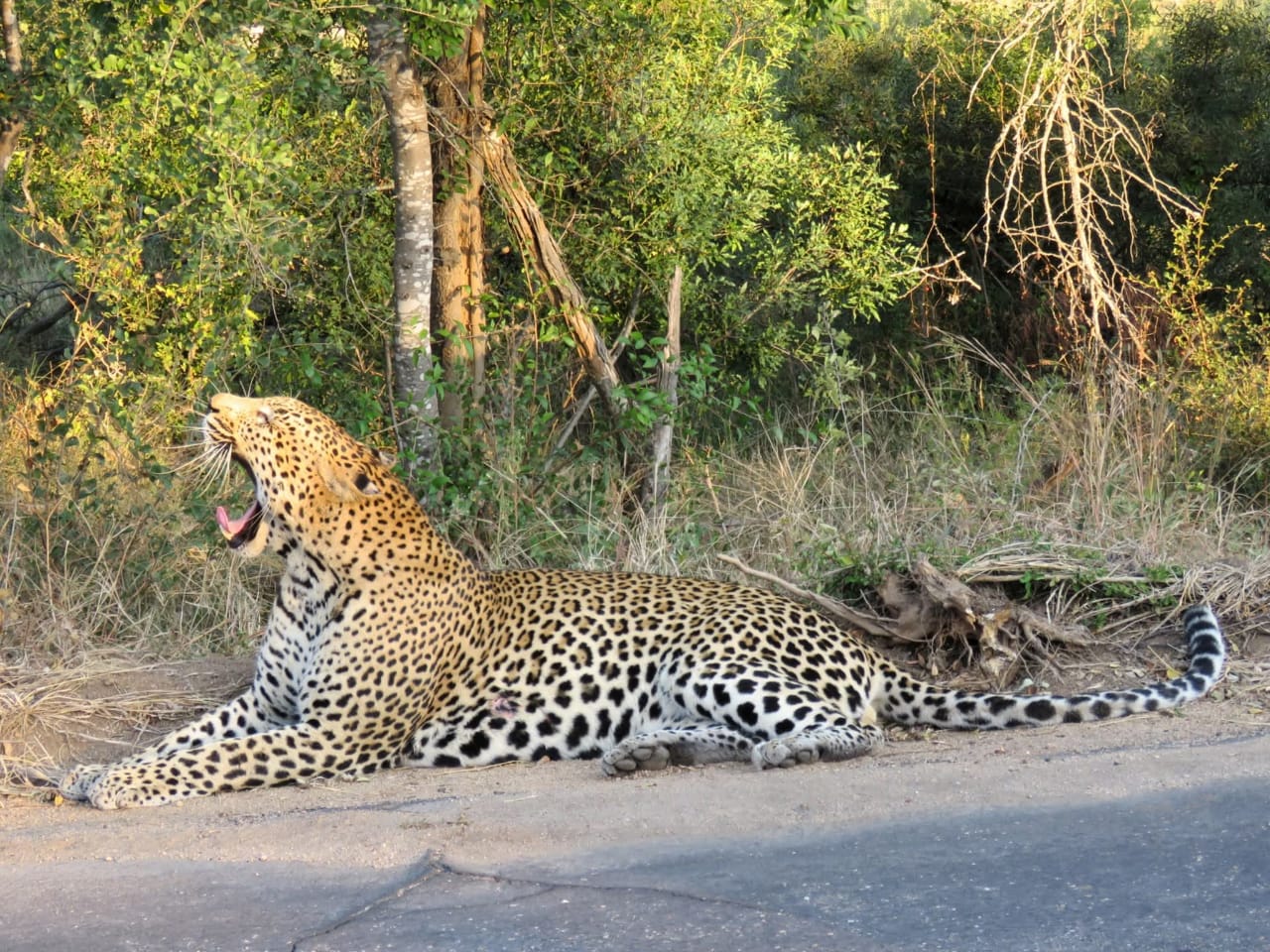 African wildlife and safari photography